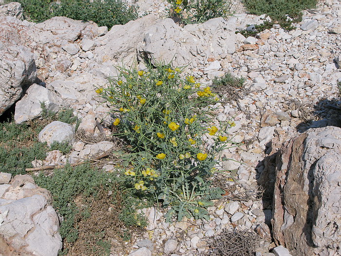 Tra ghi schizzi di mare...Glaucium flavum e Heliotropium...
